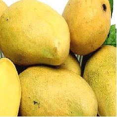 Mango Ataulfo